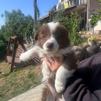 Disponibili cuccioli di Border Collie