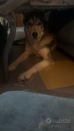 Husky femmina