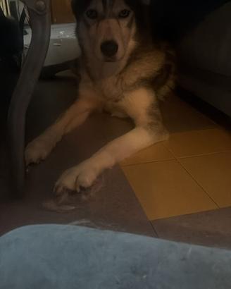 Husky femmina