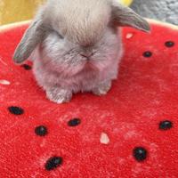 Meravigliosi cuccioli minilop fulvi e sabbia