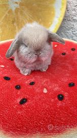 Meravigliosi cuccioli minilop fulvi e sabbia