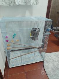 Petauro dello zucchero