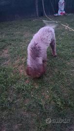 Lagotto romagnolo