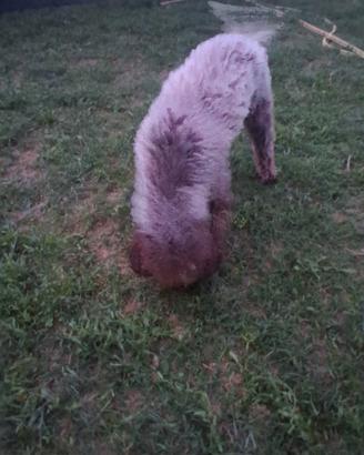 Lagotto romagnolo