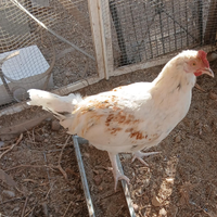 Galli varie colorazioni