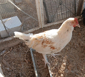 Galli varie colorazioni