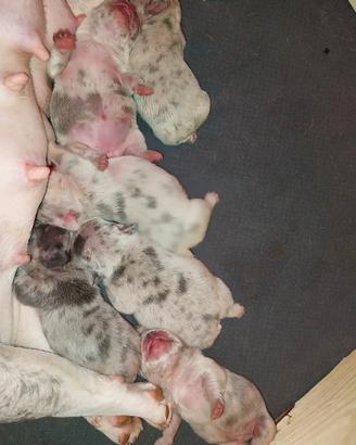 Cuccioli bulldog francese esotici
