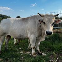 Toro Marchigiana con Certificati