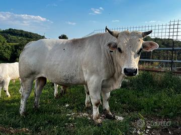 Toro Marchigiana con Certificati