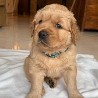 Golden Retriver americano