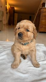 Golden Retriver americano