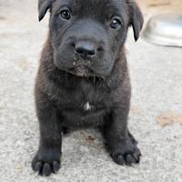Cuccioli di Cane Corso