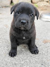 Cuccioli di Cane Corso