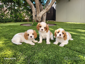 Cuccioli cavalier king