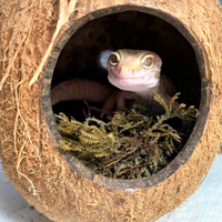 Tana in cocco