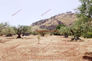 Terreno, Termini Imerese.