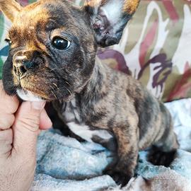 Bulldog francese (senza pedigree)