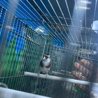 Cardellino femmina Tuschi