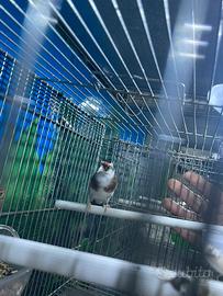 Cardellino femmina Tuschi