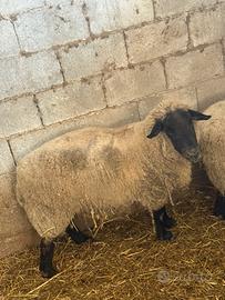 Pecore : Montone Suffolk