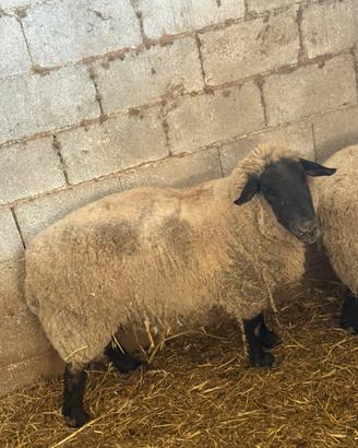 Pecore : Montone Suffolk