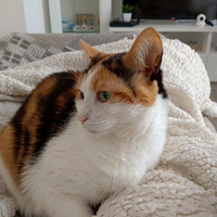 Adozione