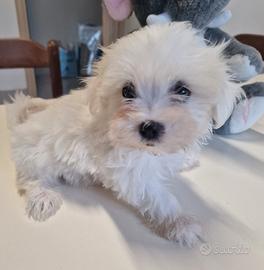 maltese cucciolo