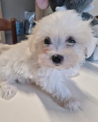 maltese cucciolo