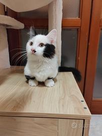 Munchkin standard, maschietto