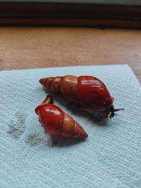 Limicolaria flammea orange