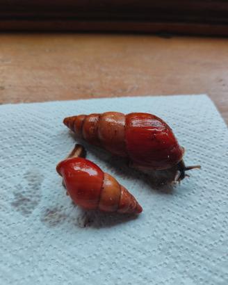 Limicolaria flammea orange