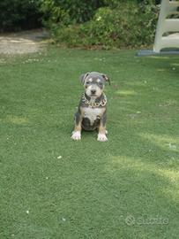 American pitbull