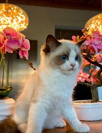Gattino RAGDOLL Pedigree Ministeriale AGI