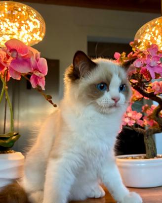 Gattino RAGDOLL Pedigree Ministeriale AGI