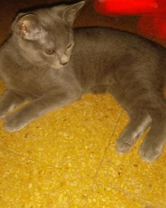 Gattina (simil) certosina