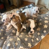 Cuccioli bulldog inglese disponibili