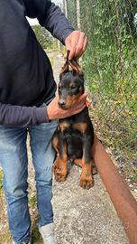 Cucciolo di dobermann