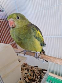 Pappagallo Parrocchetto Coda Nera