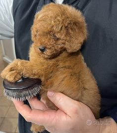 Barboncino toy femmina red