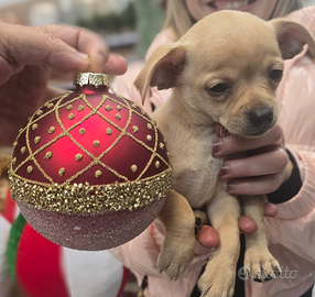 Cuccioli di chihuahua
