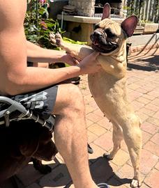 Bull dog francesi