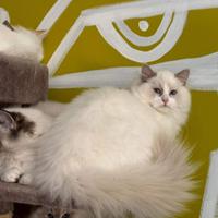 Gattina ragdoll in rehoming