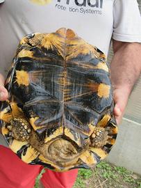 Astrochelys radiata femmina