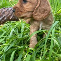 Cuccioli Cocker Spaniel fulvi dolcissimi