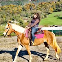 Cavalla Haflinger linea Alpen Quarter