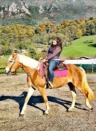 Cavalla Haflinger linea Alpen Quarter