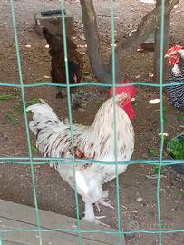 Gallo
