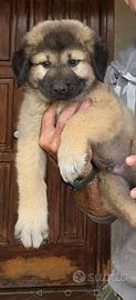 cucciolo di pastore del caucaso