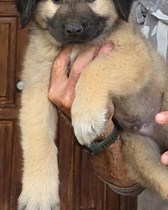 cucciolo di pastore del caucaso
