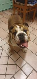 Bulldog inglese
